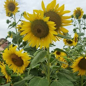 Meet your Posher, Sydney